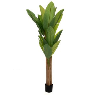 Μπανανιά με 20 φύλλα σε μαύρη πλαστική γλάστρα 210cm Iliadis 85114