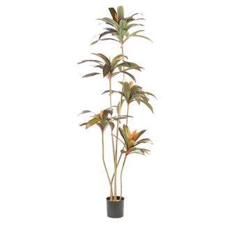 Φυτό κόκκινη Δράκαινα 220cm Schuller 281348